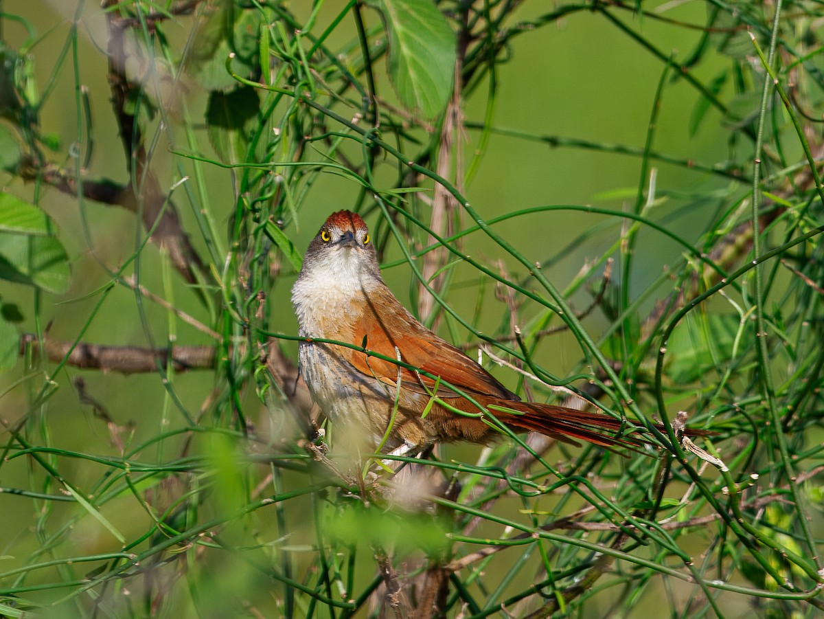 Greater Thornbird - ML640846843