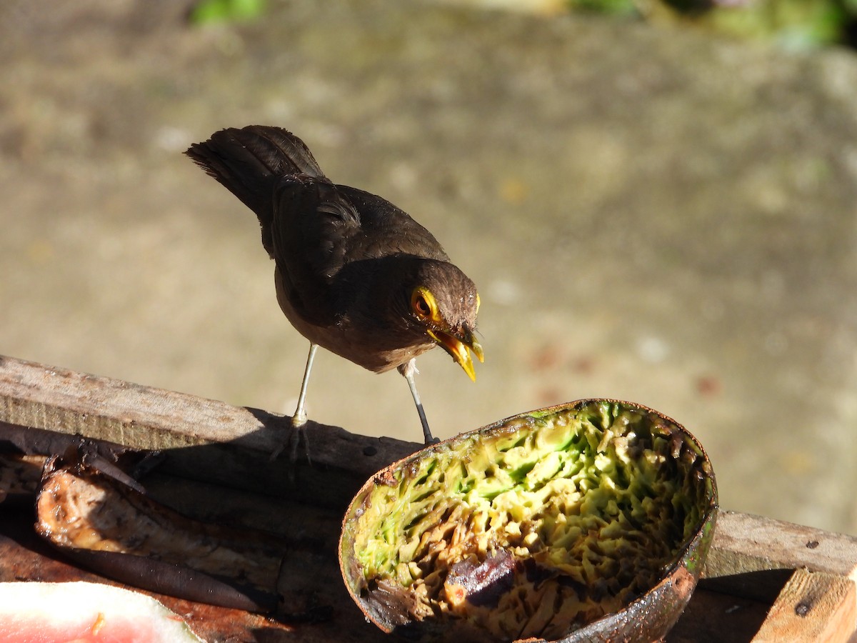 Spectacled Thrush - ML640846847