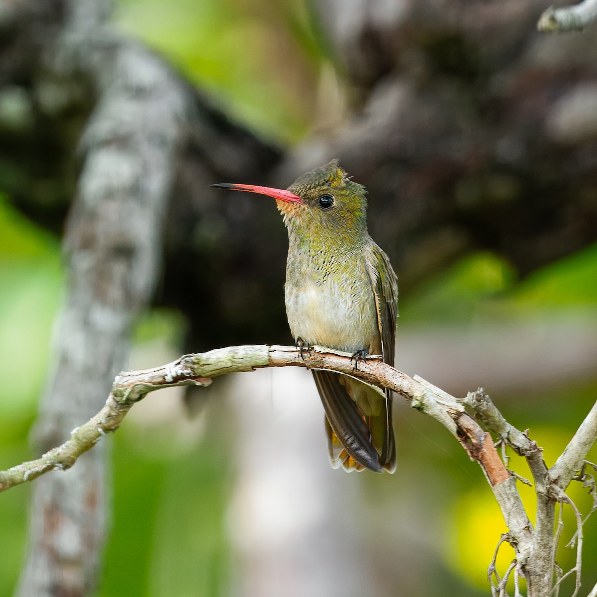 Gilded Hummingbird - ML640846850