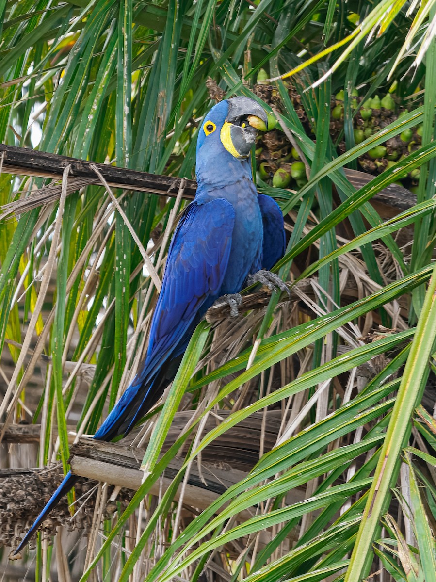 Hyacinth Macaw - ML640846864