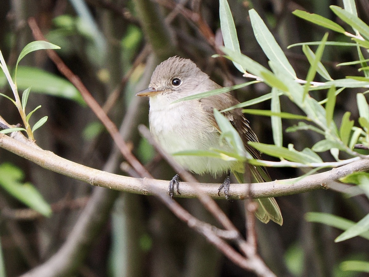 Willow Flycatcher - ML640846902