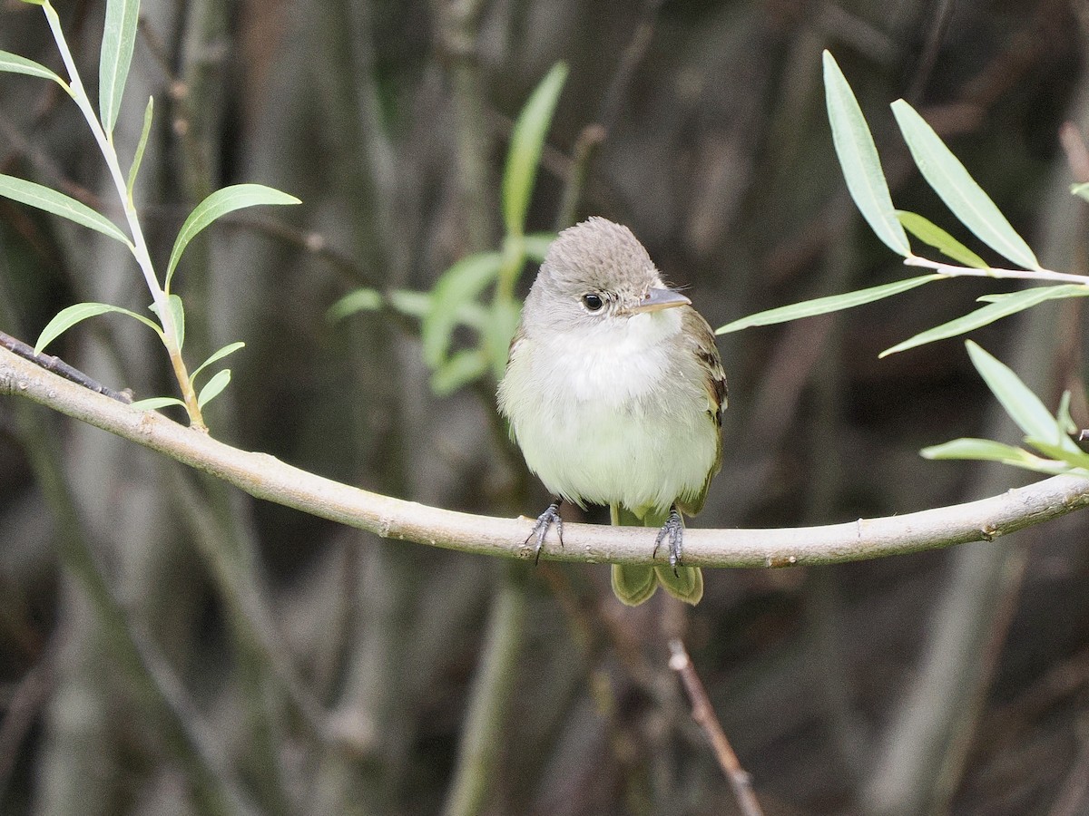 Willow Flycatcher - ML640846903