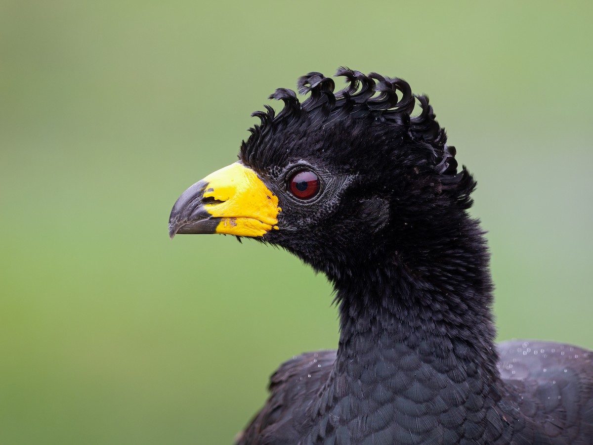Bare-faced Curassow - ML640846908