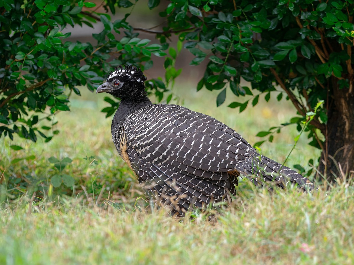 Bare-faced Curassow - ML640846909