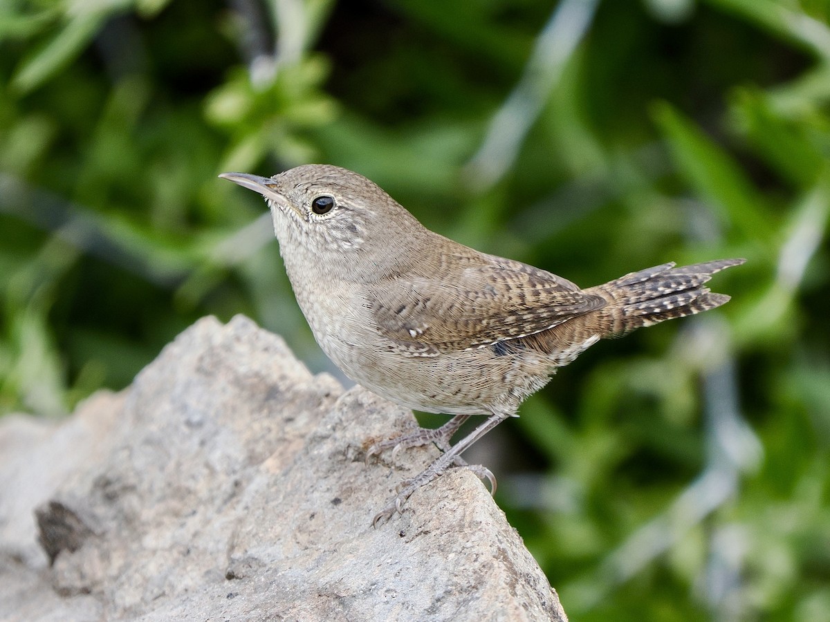 Northern House Wren - ML640846914