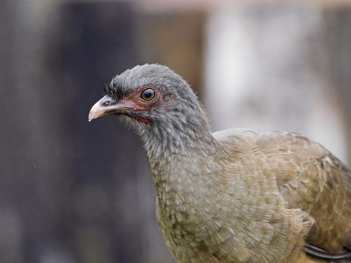 Chaco Chachalaca - ML640846918