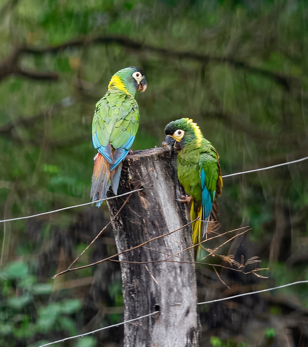 Yellow-collared Macaw - ML640846926