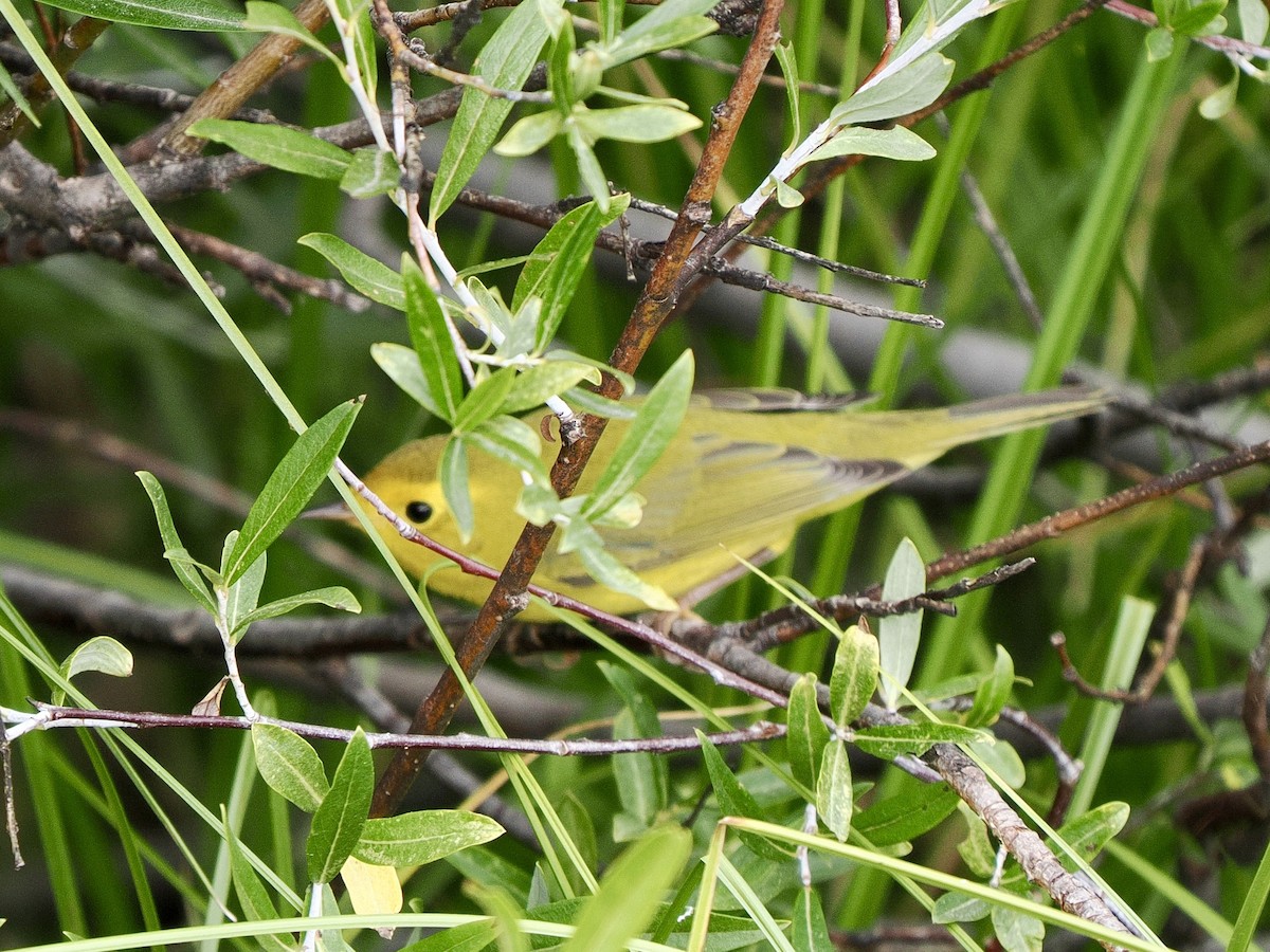 Wilson's Warbler - ML640846927