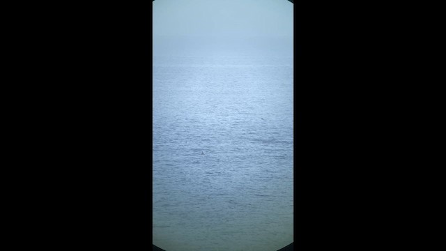 オニミズナギドリ／チチュウカイオニミズナギドリ - ML640846965