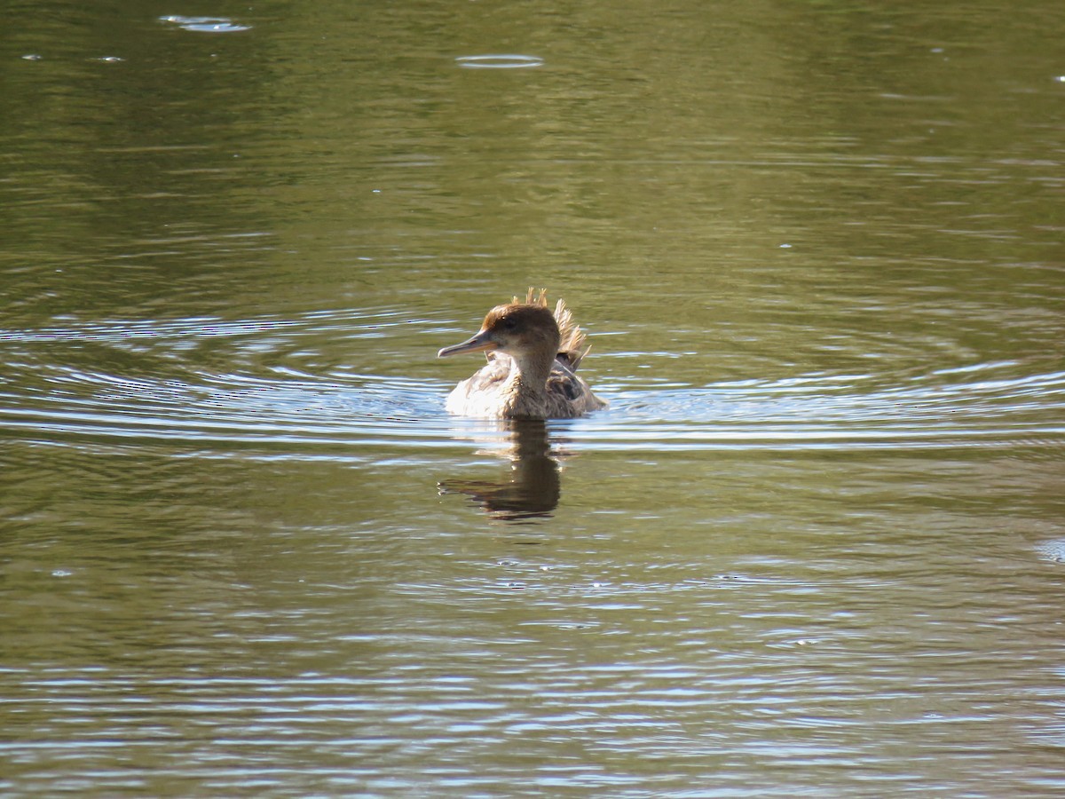 Hooded Merganser - ML640846972