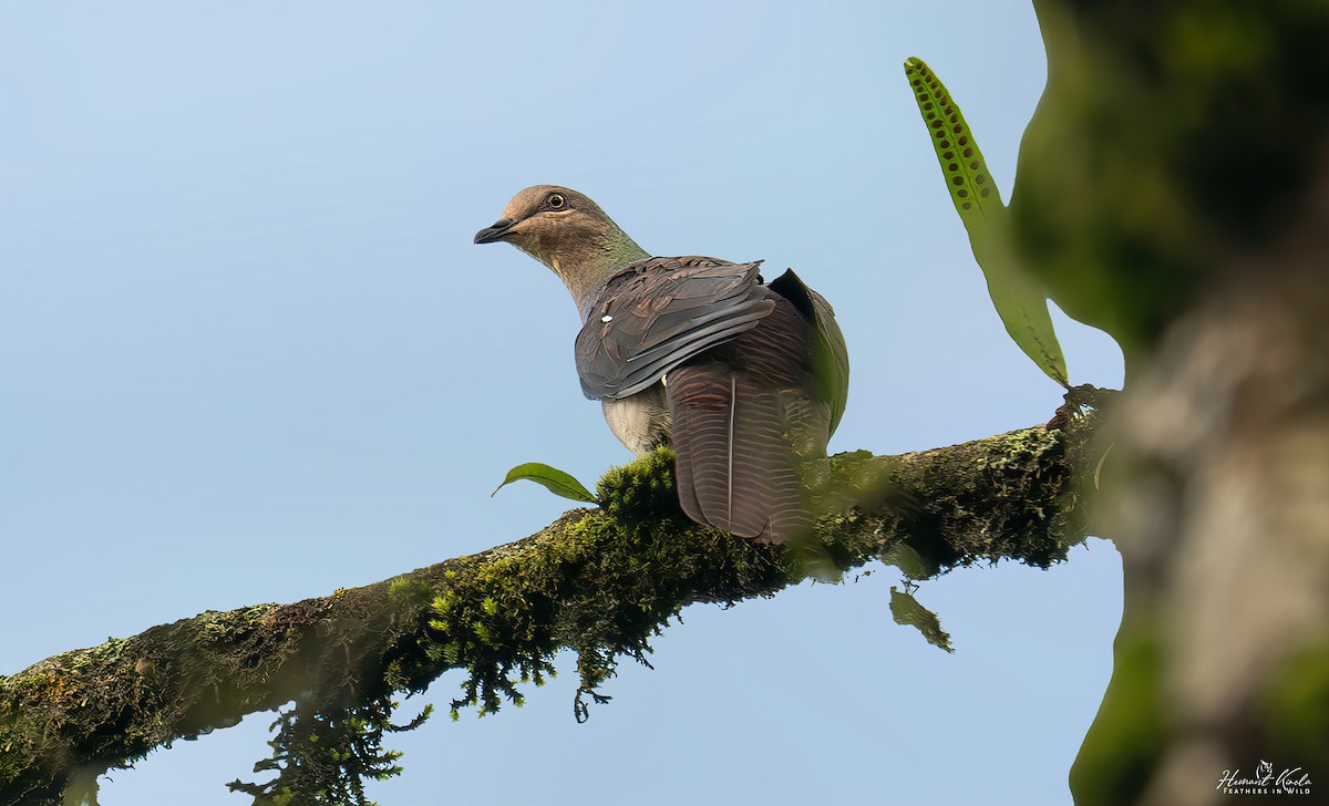 Barred Cuckoo-Dove - ML640847045