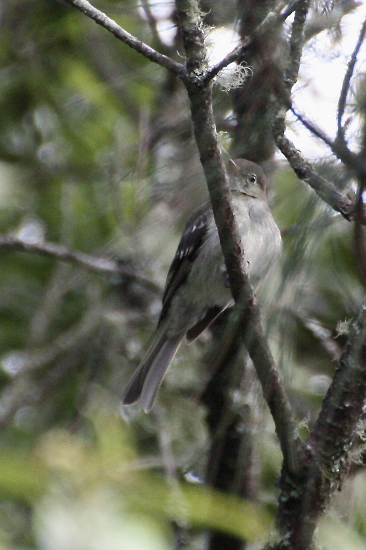 Mountain Elaenia - ML640847157