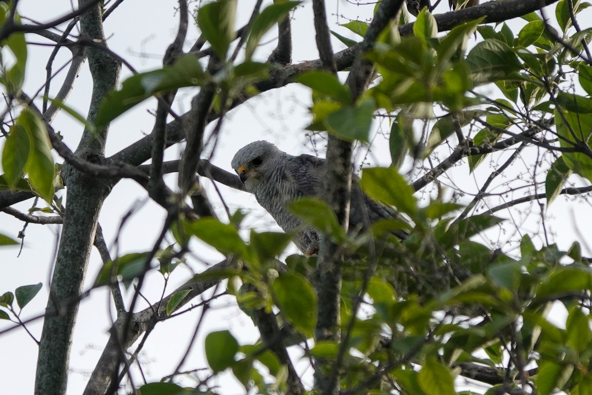 Gray-lined Hawk - ML640847206