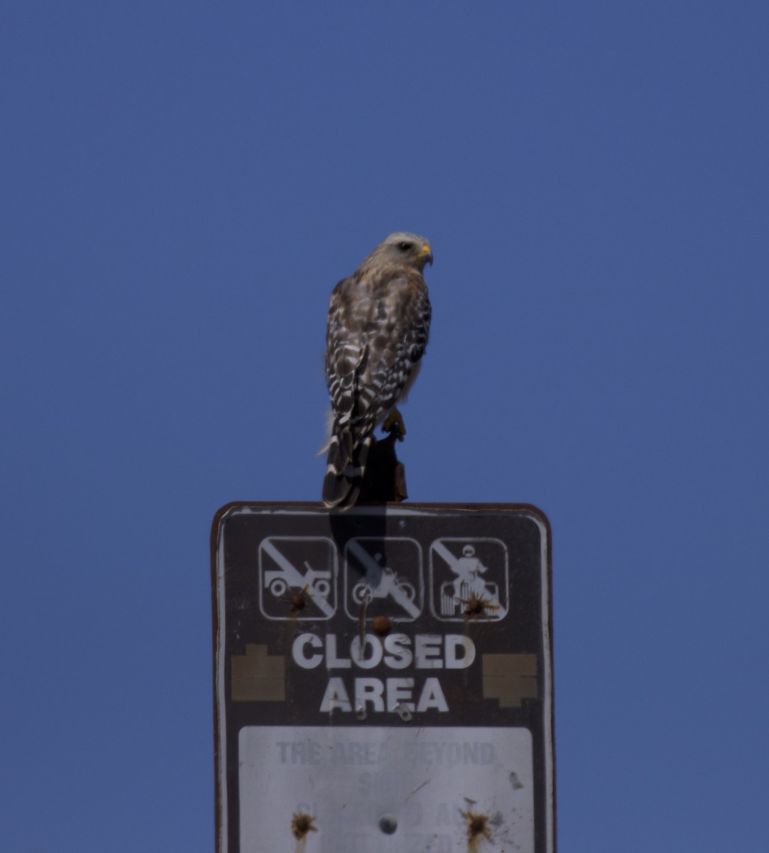 Red-shouldered Hawk - ML64084721