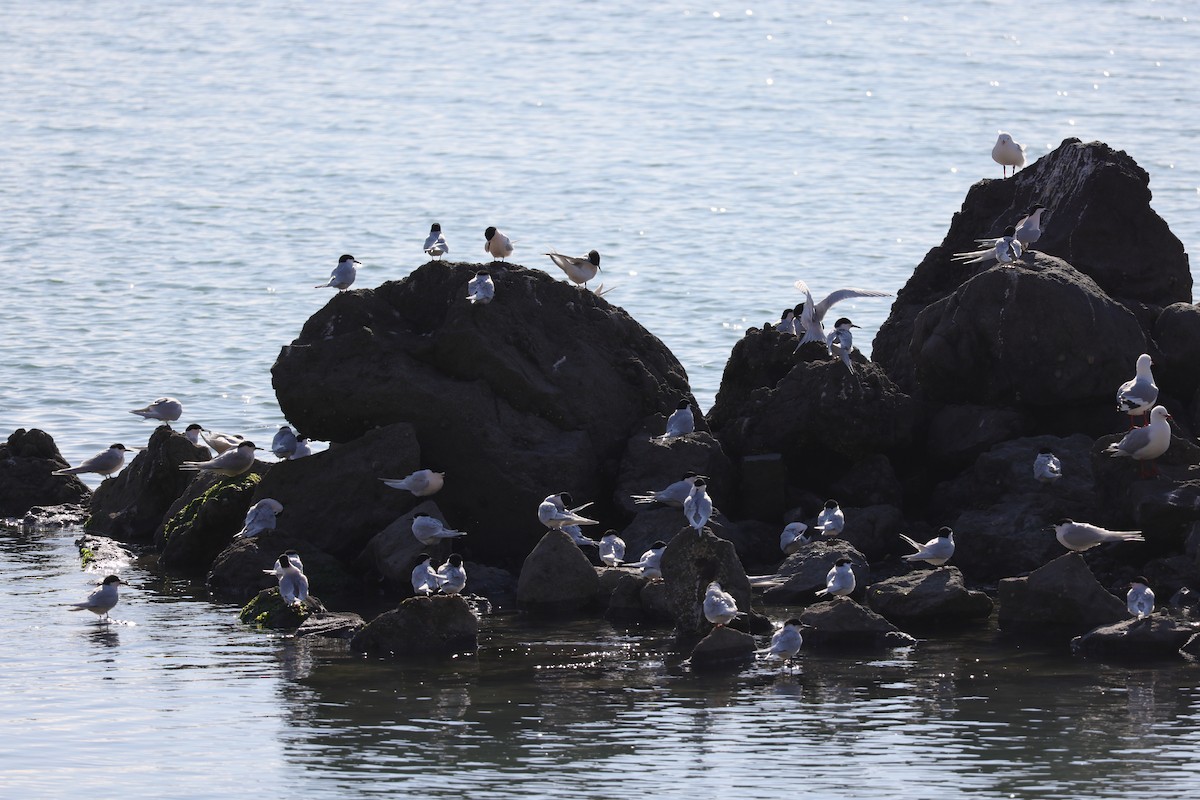 White-fronted Tern - ML640847246