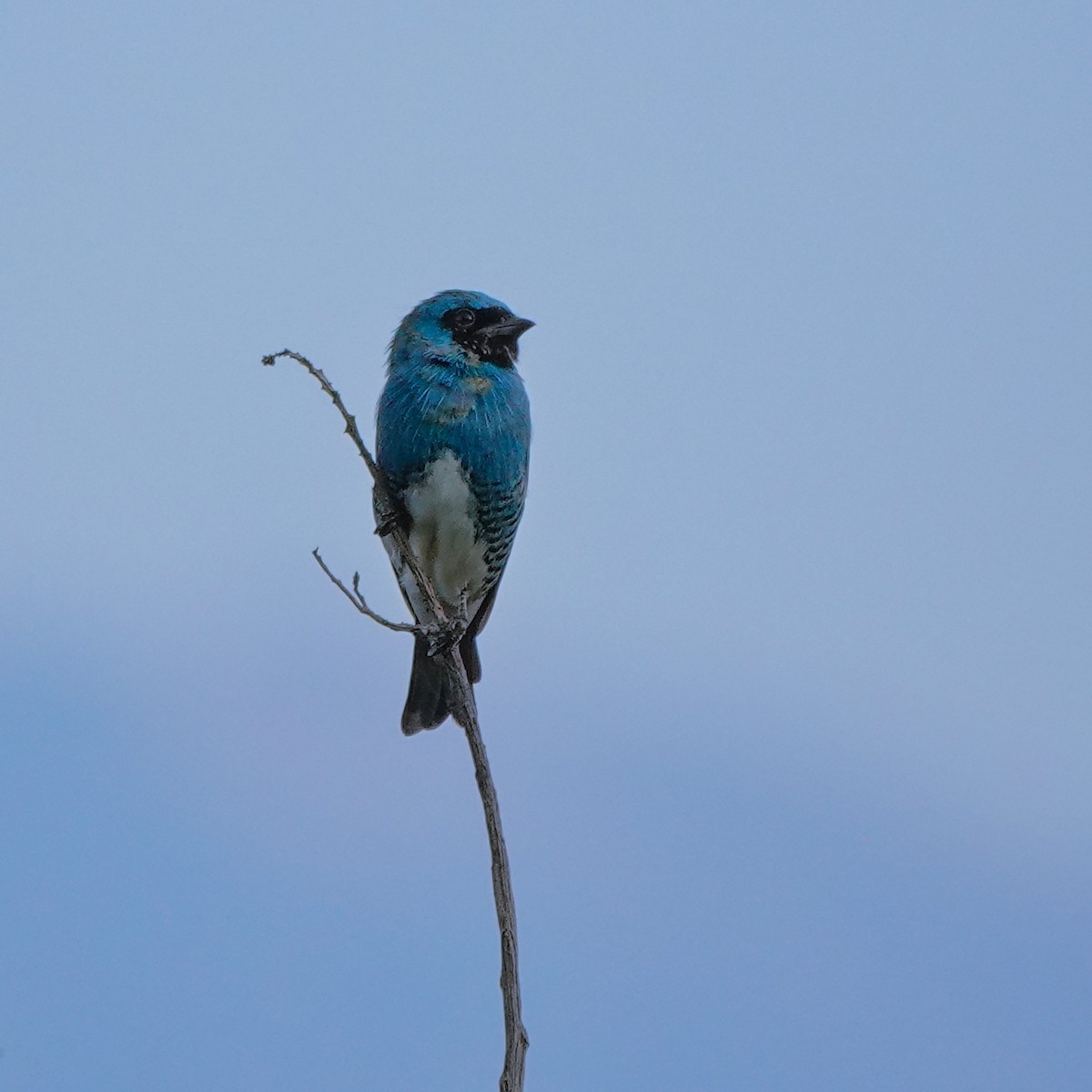 Swallow Tanager - ML640847270