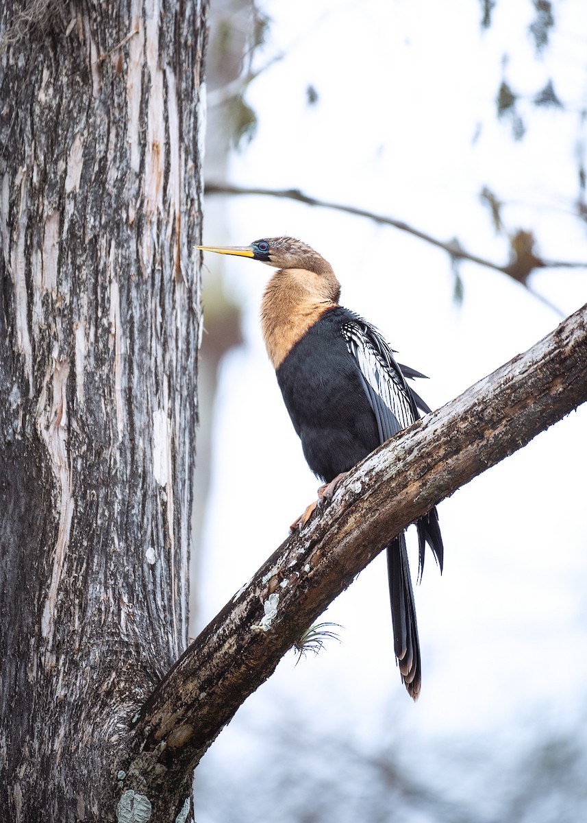 Anhinga - ML640847312