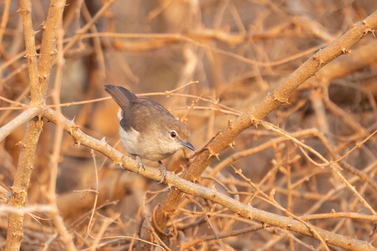 Northern Brownbul - ML640847329