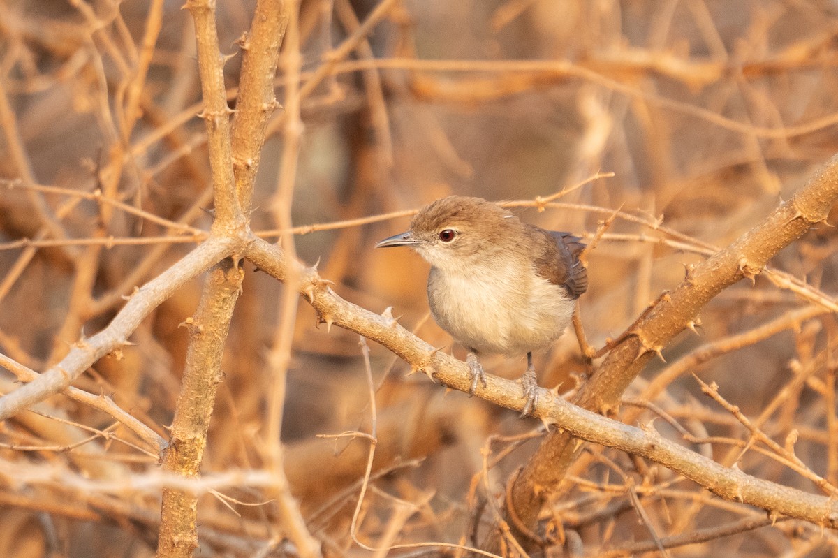 Northern Brownbul - ML640847330