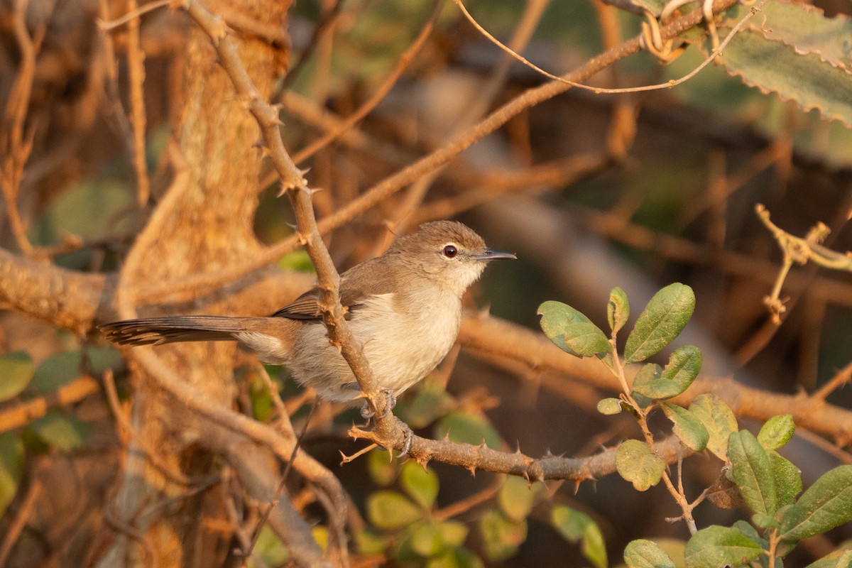 Northern Brownbul - ML640847331