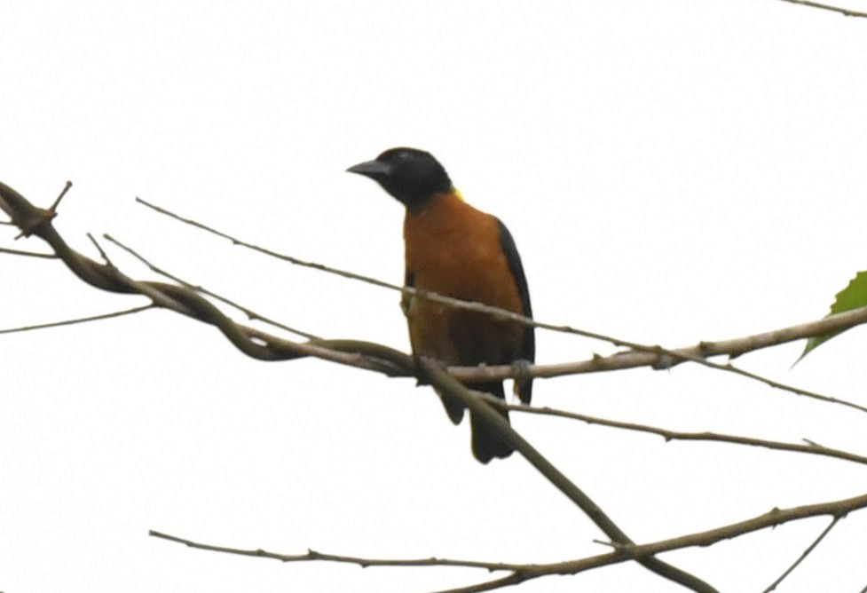 Yellow-mantled Weaver - ML640847374