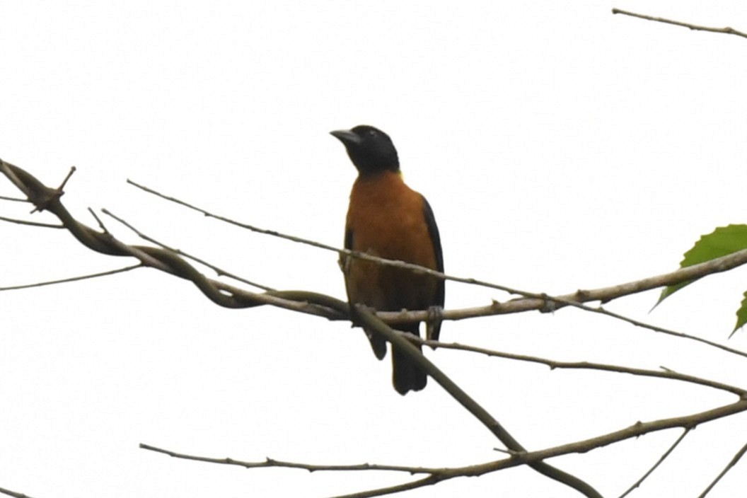 Yellow-mantled Weaver - ML640847376