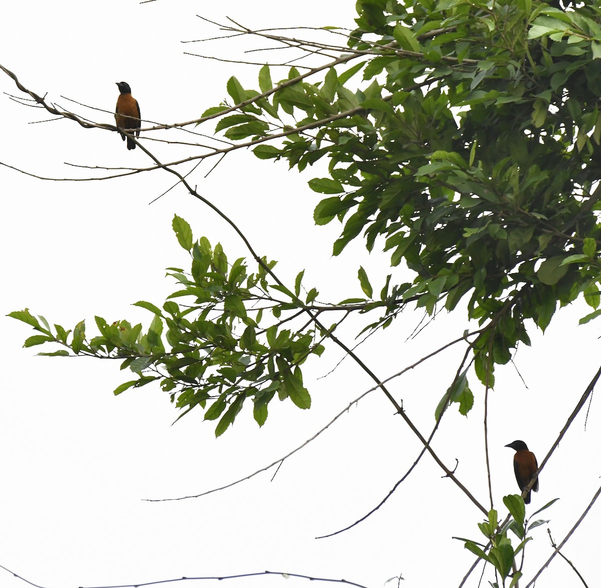 Yellow-mantled Weaver - ML640847378