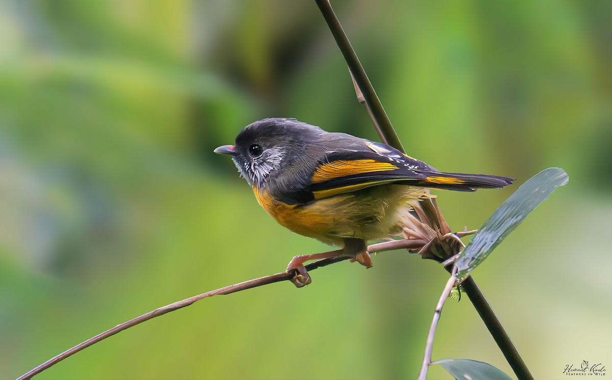 Golden-breasted Fulvetta - ML640847386
