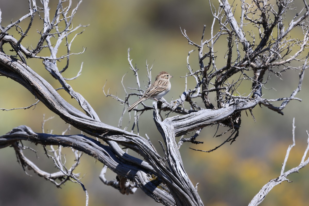 Brewer's Sparrow - ML640847398