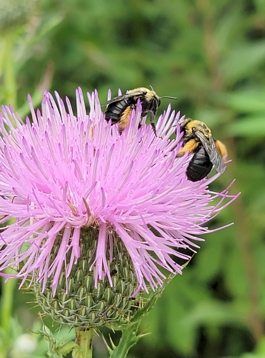 Thistle Long-horned Bee - ML640847509