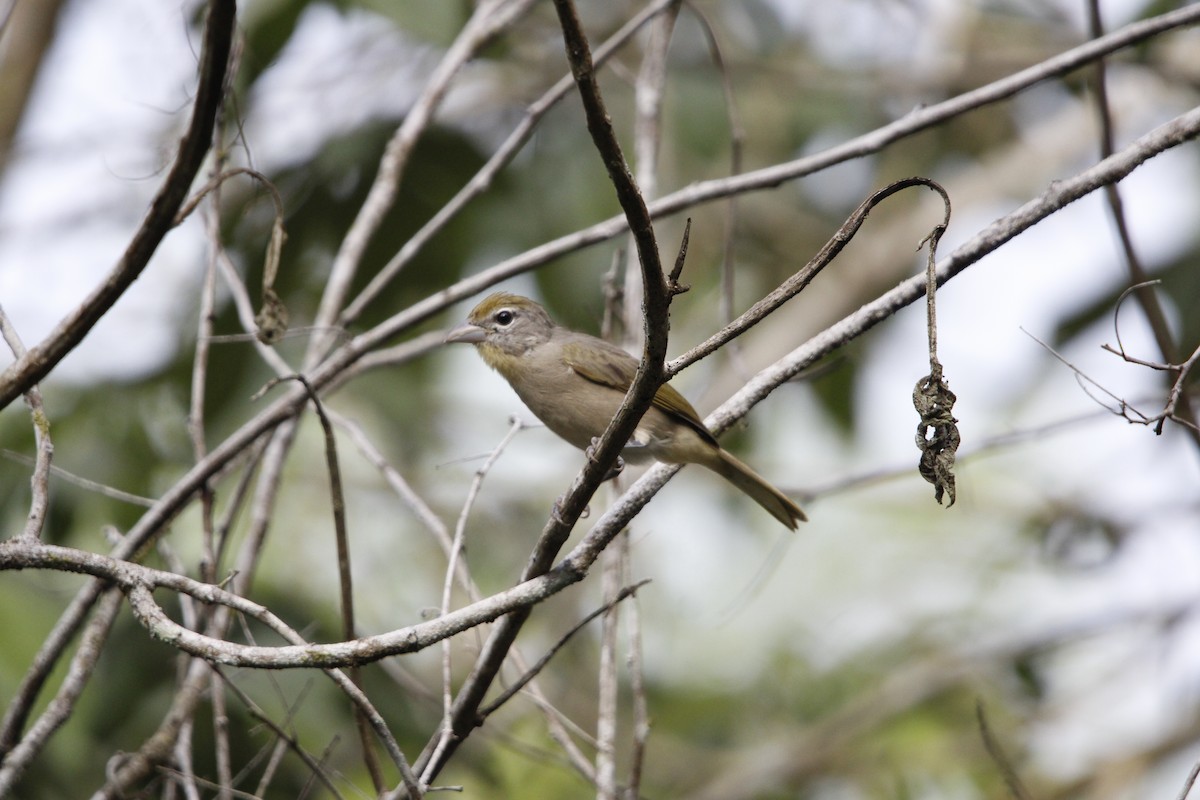Rose-throated Tanager - ML640847546
