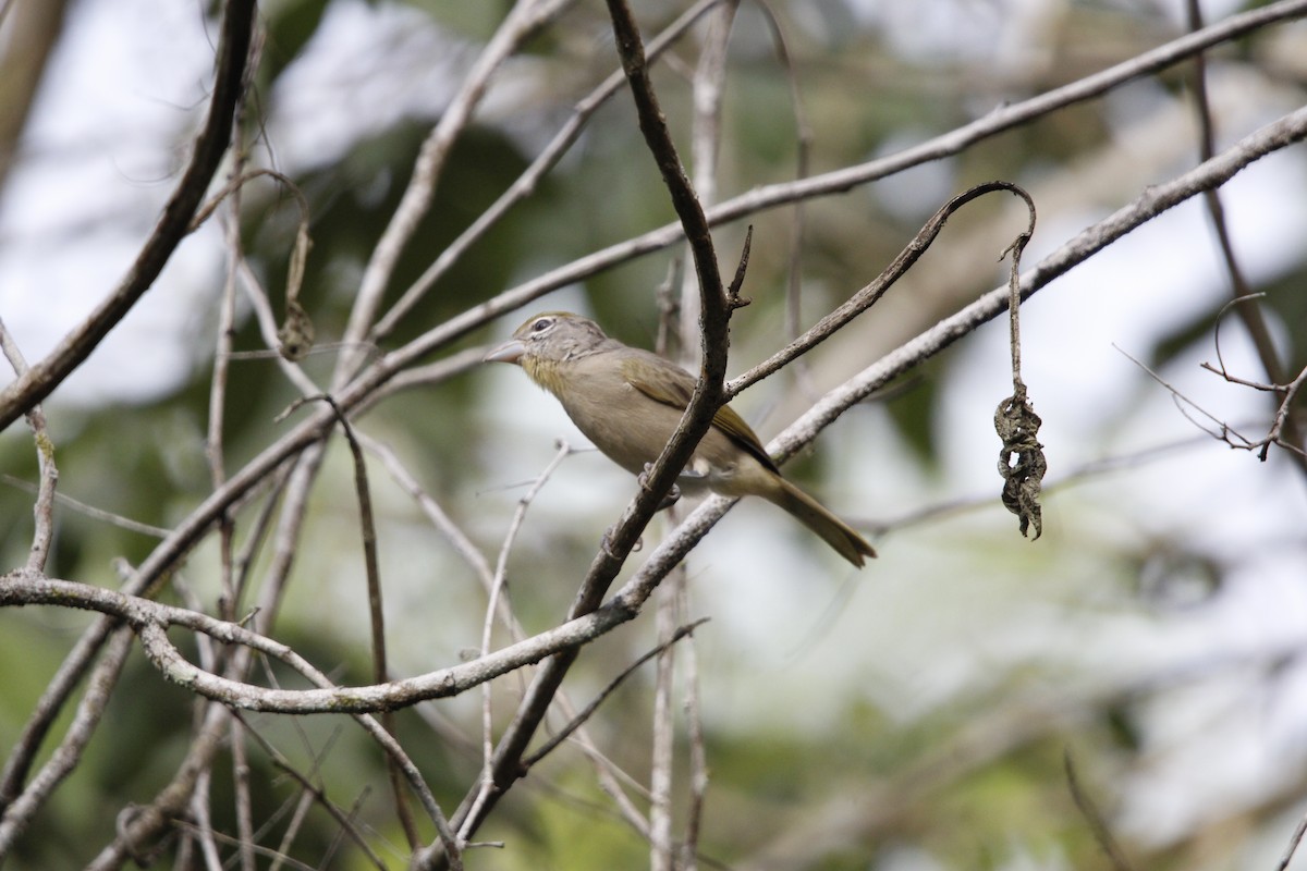 Rose-throated Tanager - ML640847547