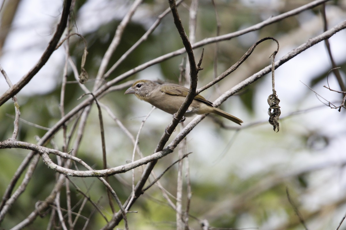 Rose-throated Tanager - ML640847548
