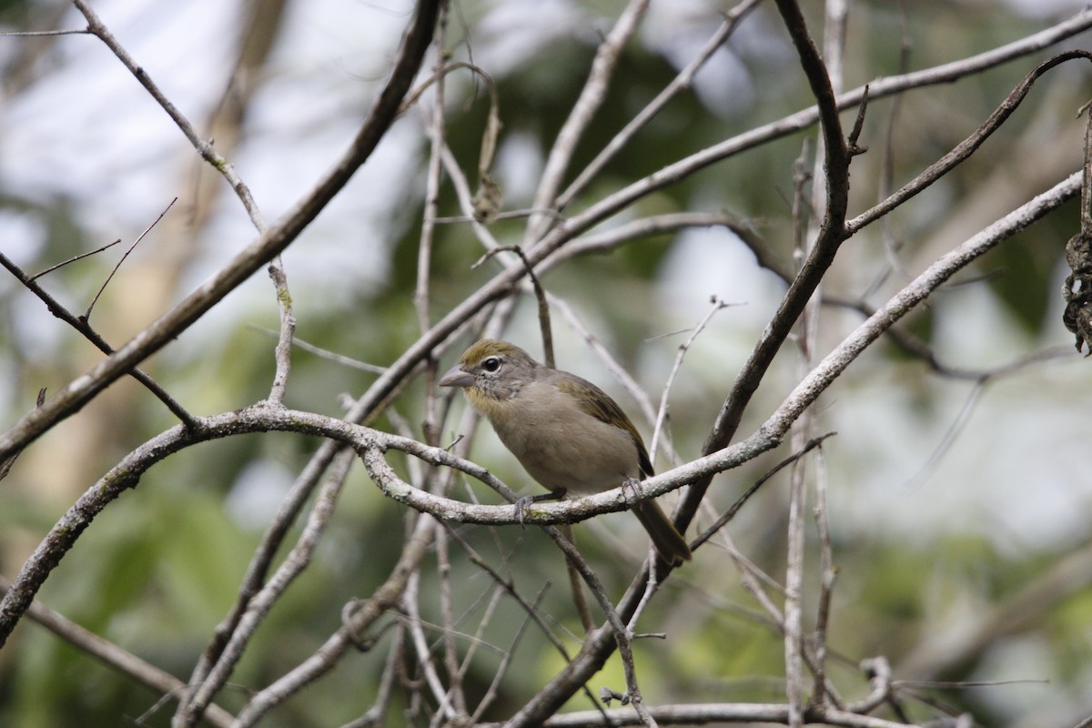 Rose-throated Tanager - ML640847549