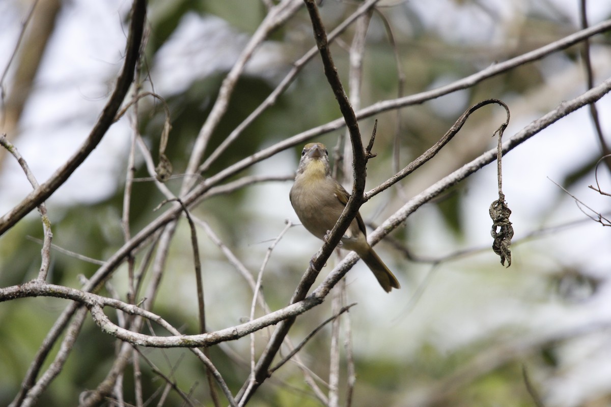 Rose-throated Tanager - ML640847550