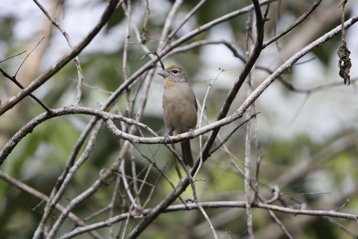 Rose-throated Tanager - ML640847551