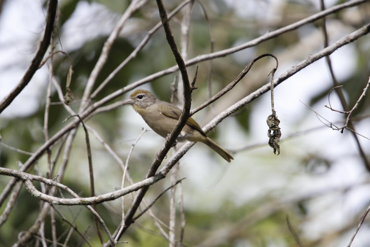 Rose-throated Tanager - ML640847552