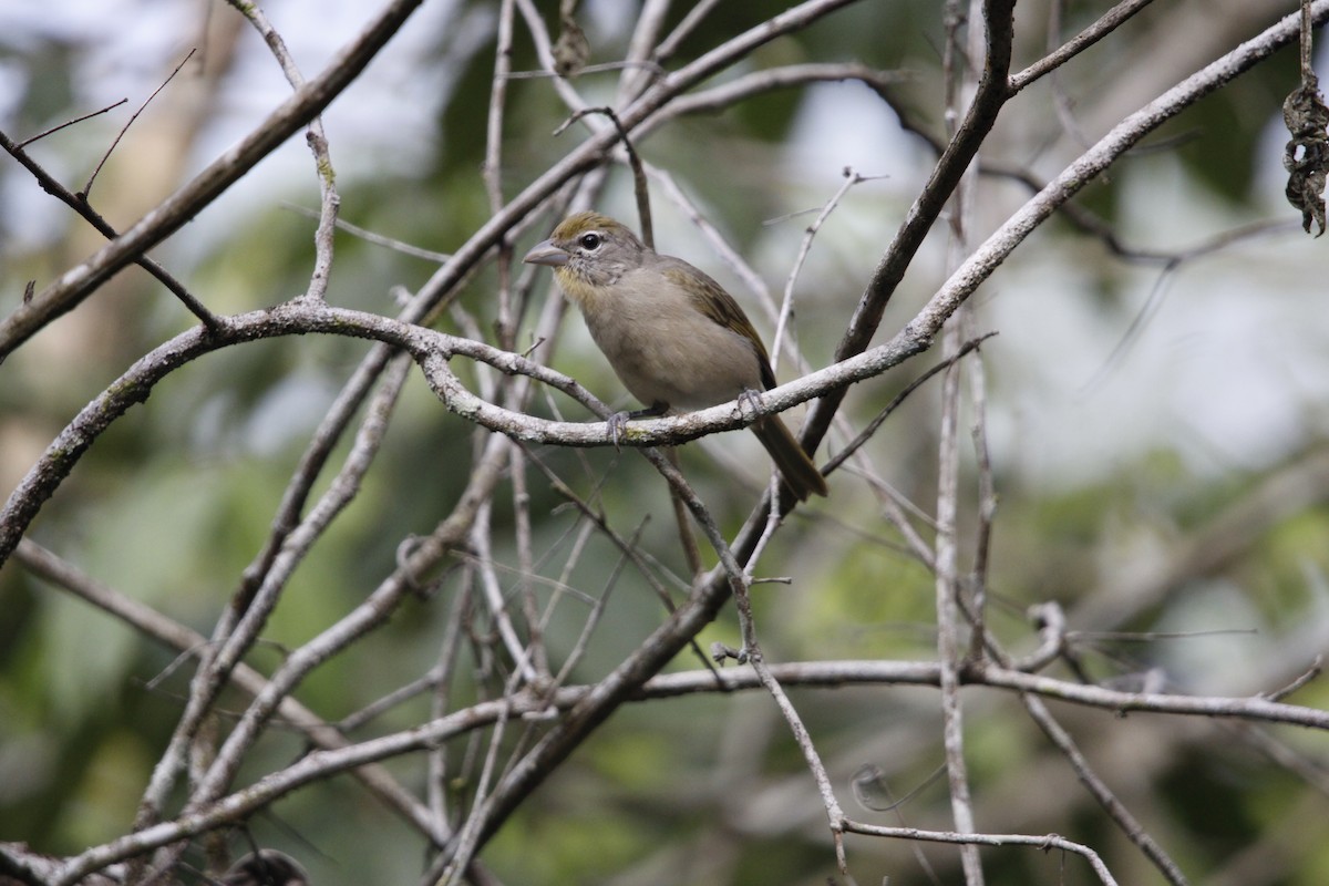 Rose-throated Tanager - ML640847553