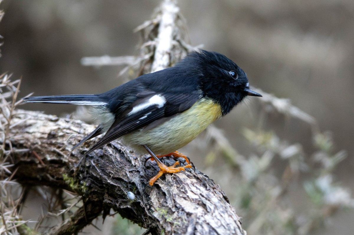 Tomtit - ML640847558