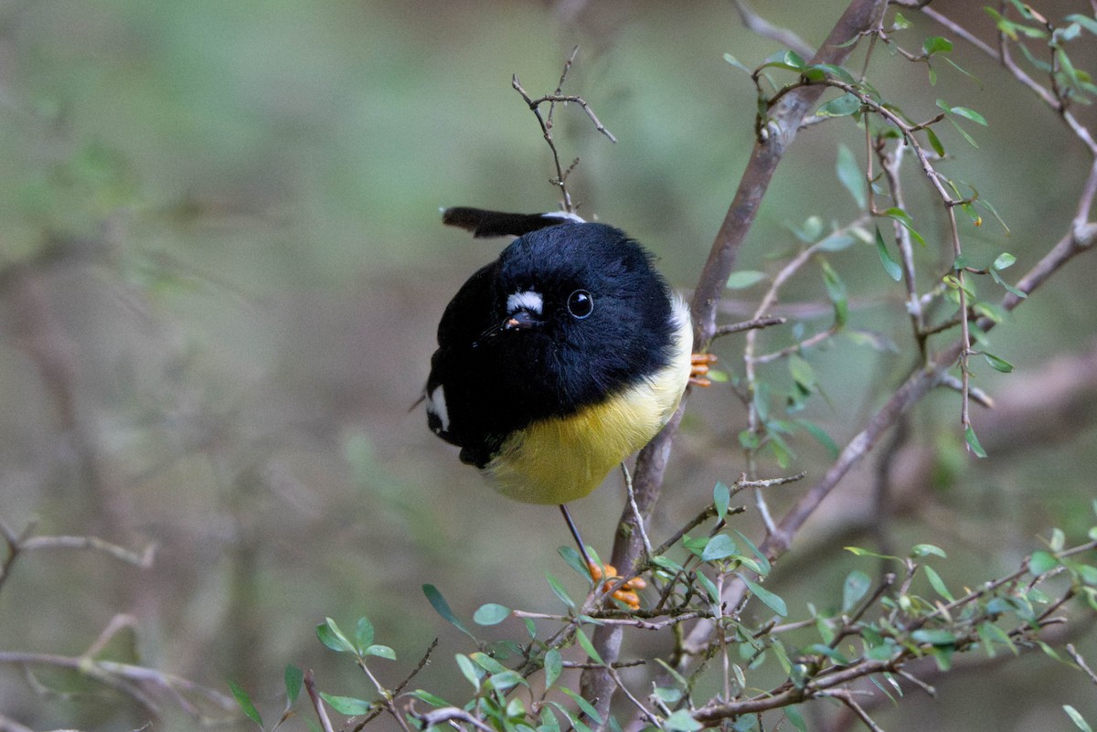 Tomtit - ML640847560