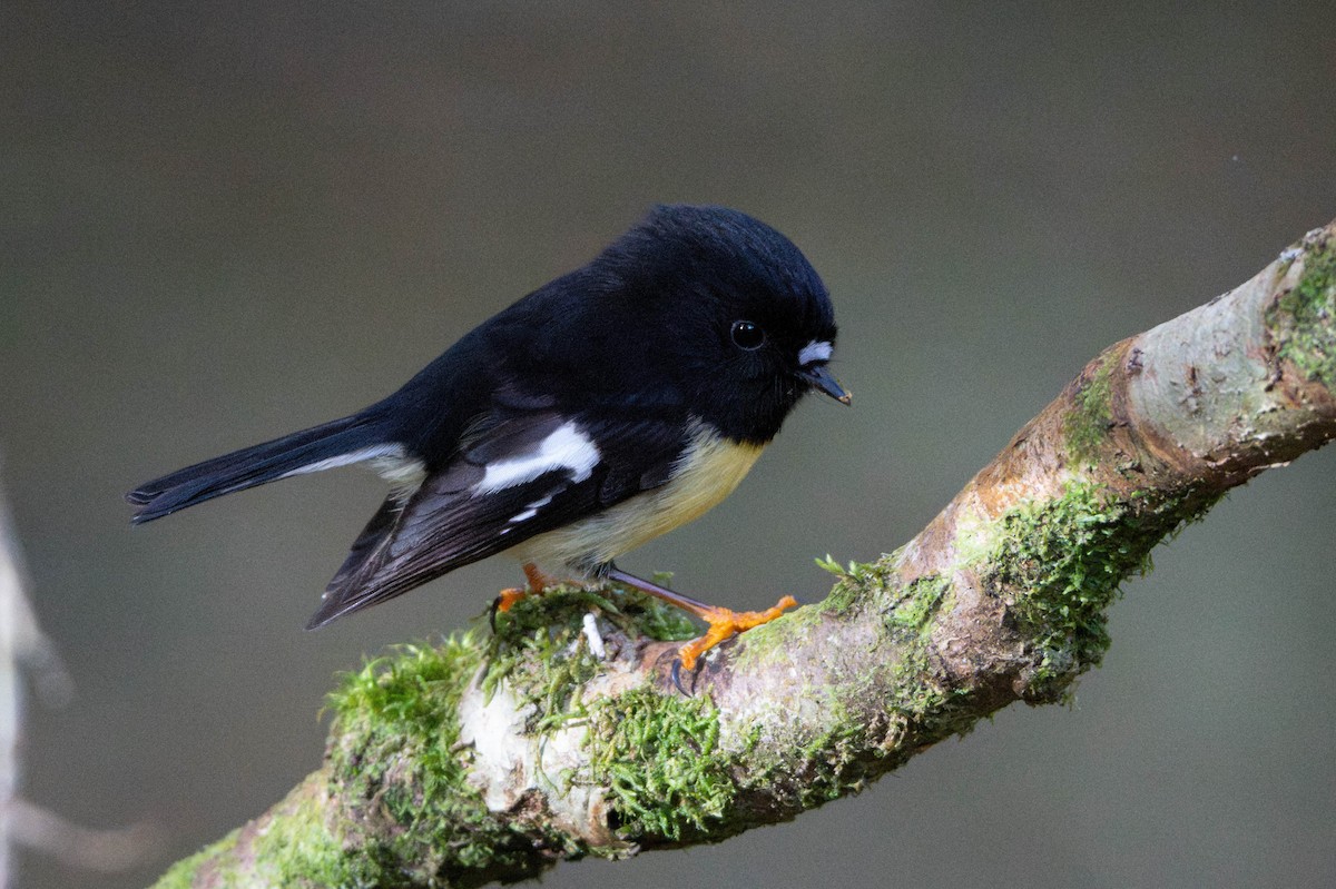 Tomtit - ML640847562