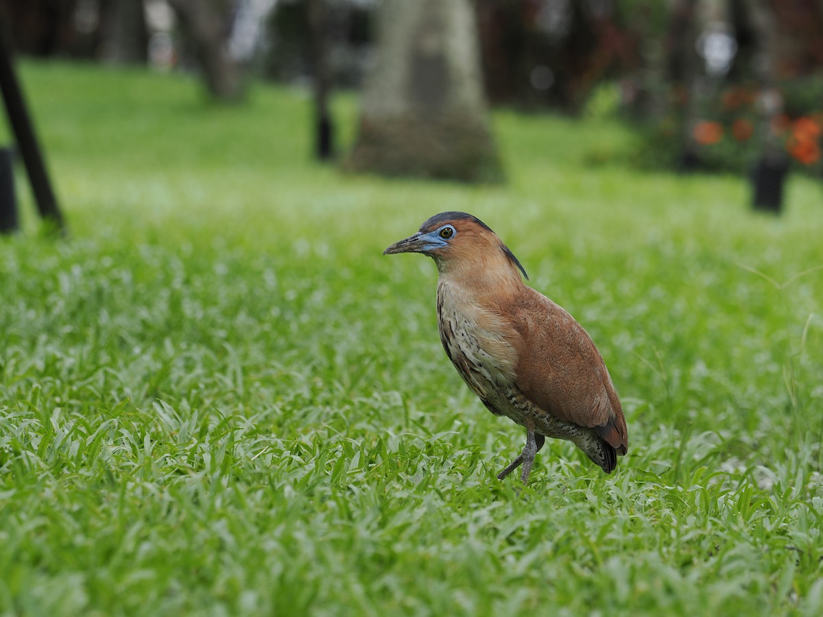 Malayan Night Heron - ML640847565
