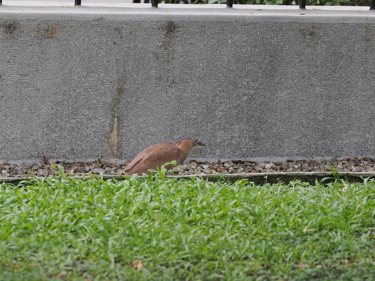 Malayan Night Heron - ML640847566