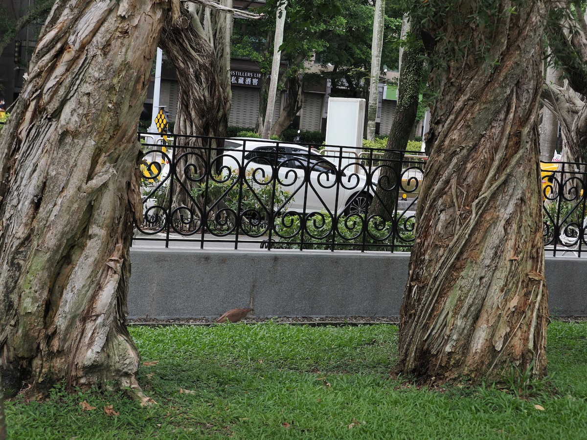 Malayan Night Heron - ML640847567