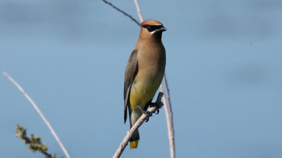 Cedar Waxwing - ML640847592