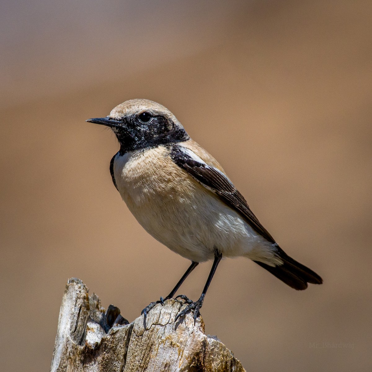 Desert Wheatear - ML640847602