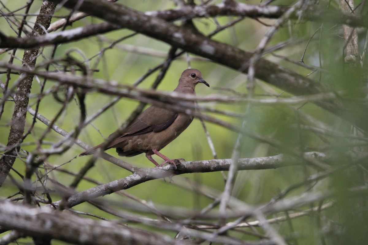 Short-billed Pigeon - ML640847608