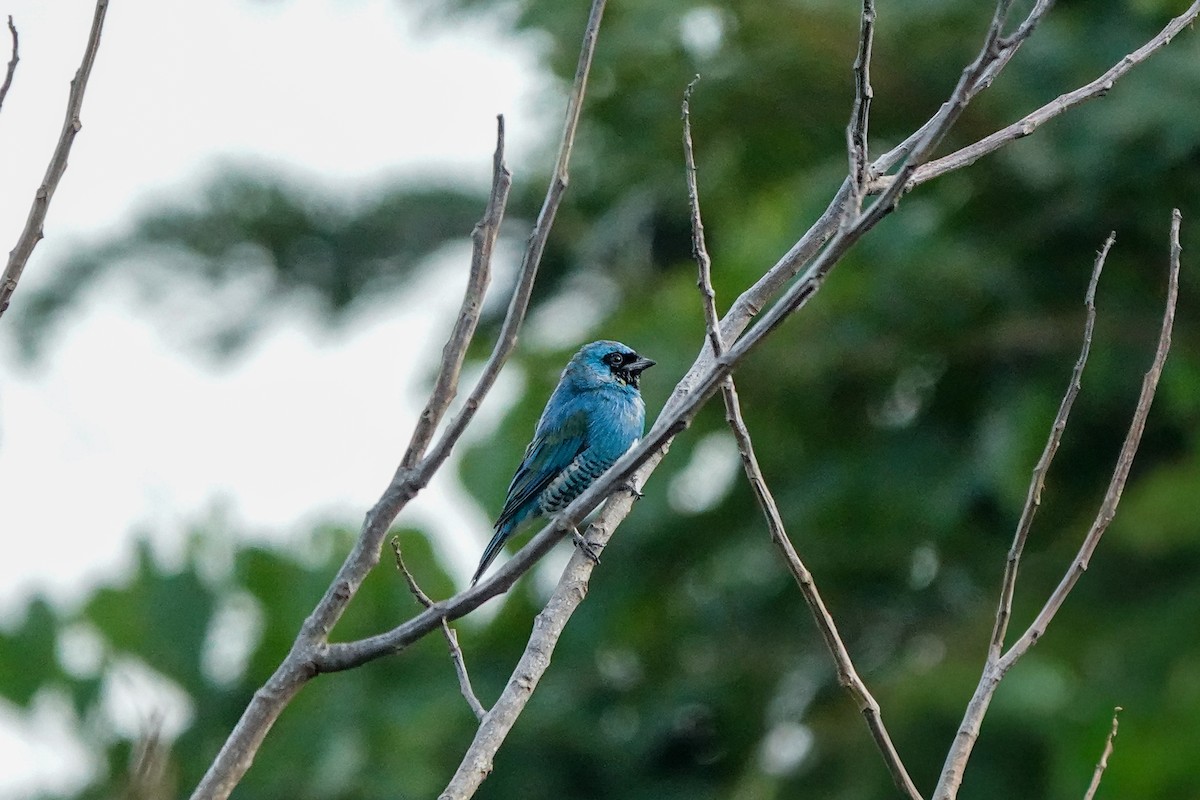 Swallow Tanager - ML640847664