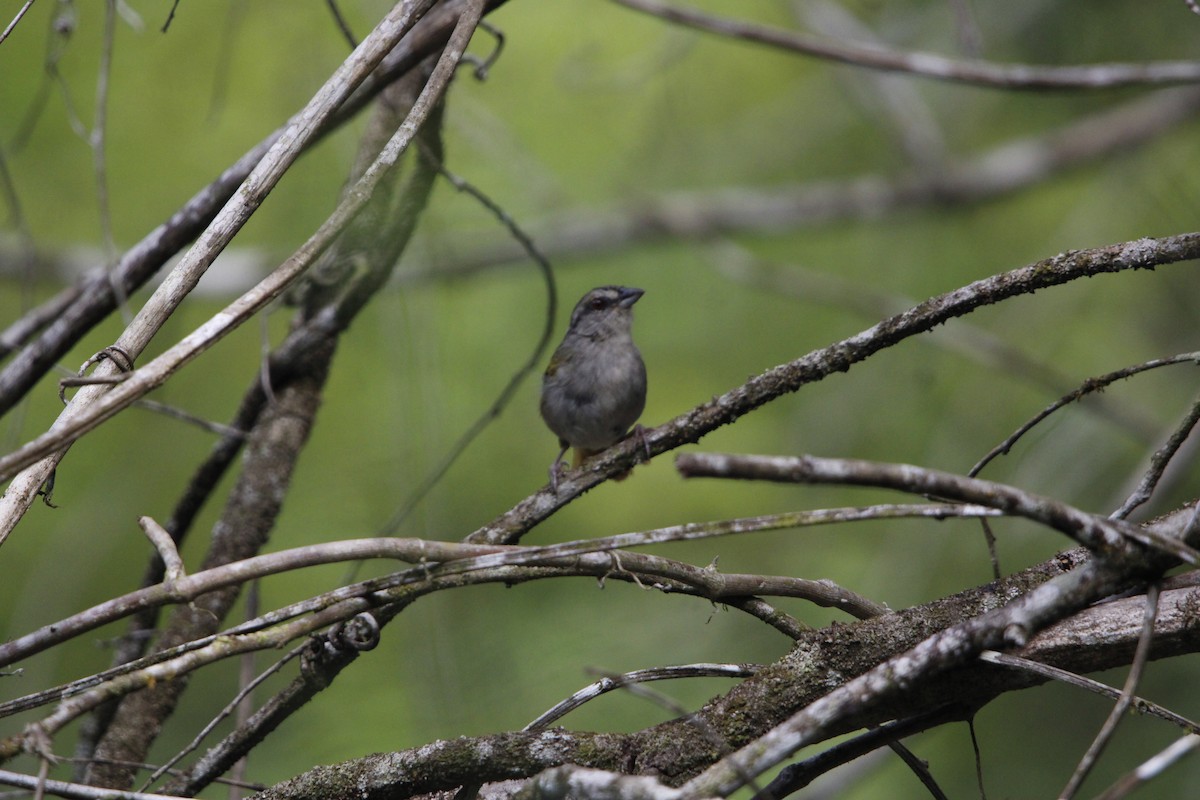 Green-backed Sparrow - ML640847673