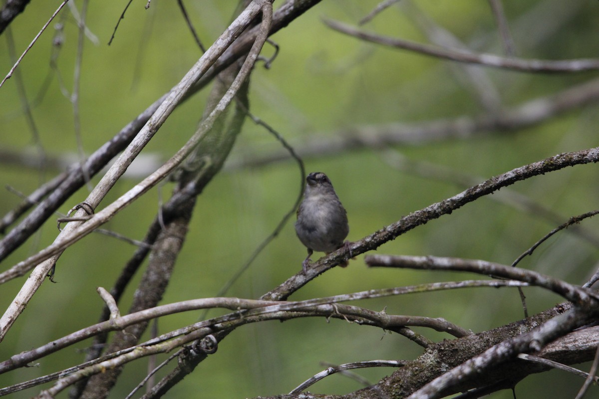 Green-backed Sparrow - ML640847674